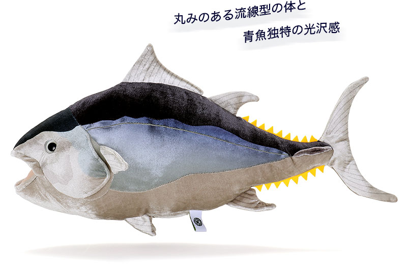クロマグロ 成魚