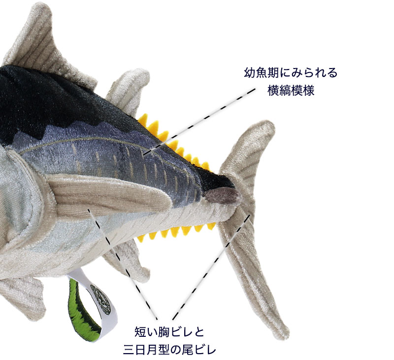 クロマグロ 幼魚 特徴