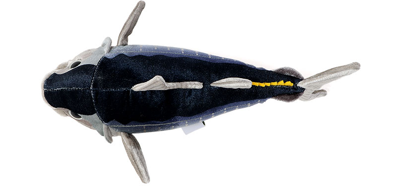 クロマグロ 幼魚