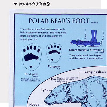 北極熊の足