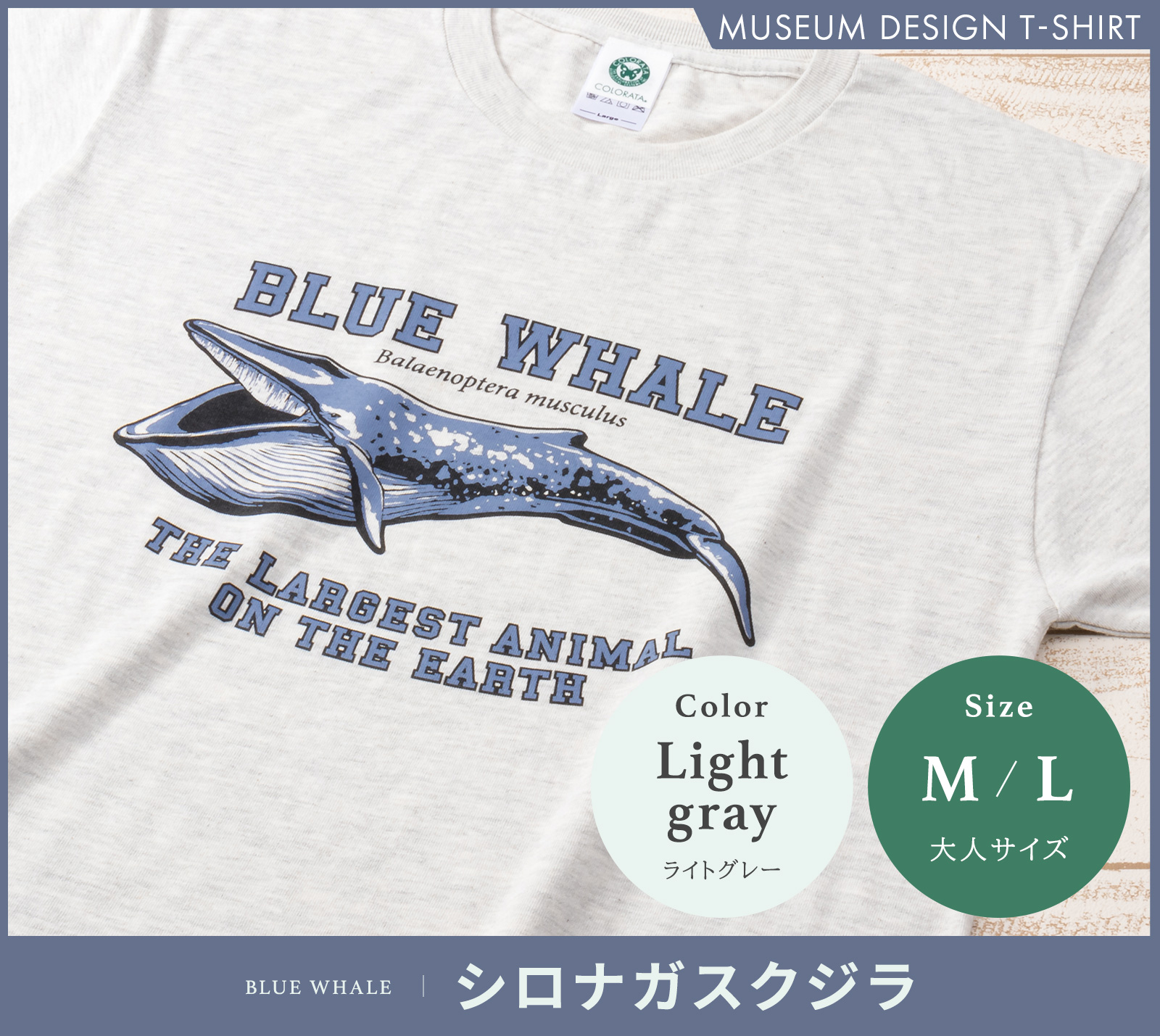 ミュージアムデザインTシャツ シロナガスクジラ