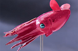 立体図鑑  深海生物プレミアムボックス コウモリダコ