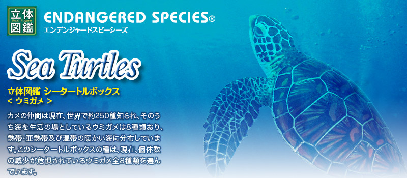 立体図鑑 シータートルボックス(世界に生息している海亀の全8種を揃えたウミガメ) 立体図鑑 シータートルボックス(世界に生息している海亀の全8種を揃えたウミガメ)