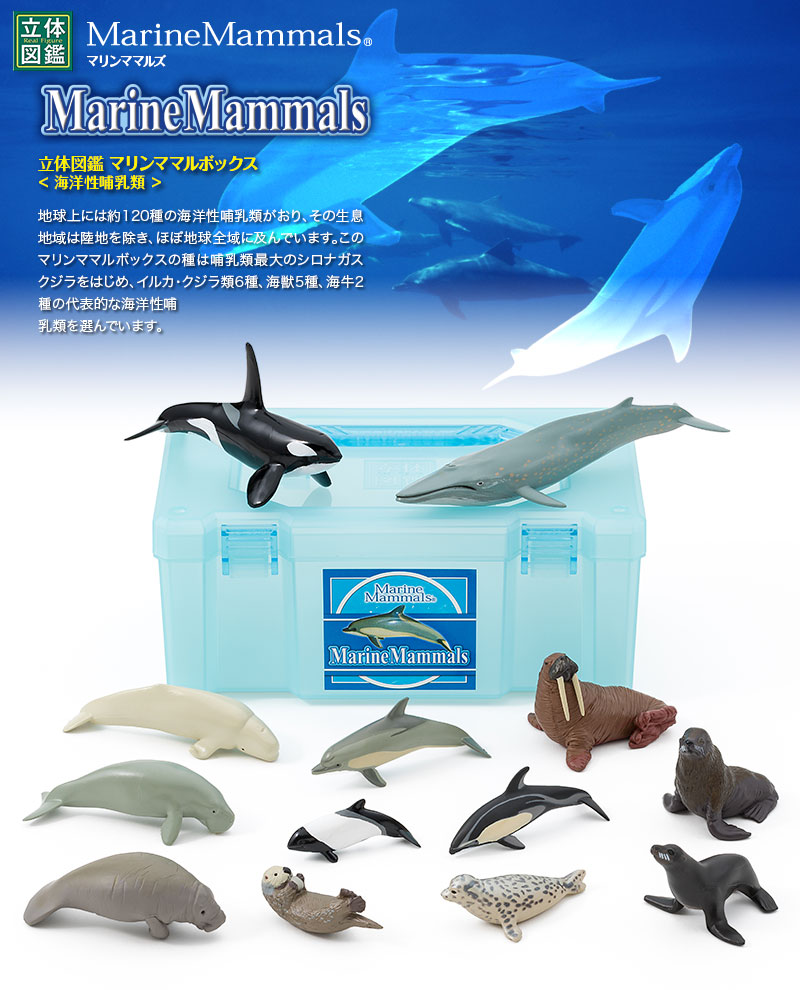 立体図鑑 マリンママルボックス(海洋性哺乳類 ) 立体図鑑 マリンママルボックス(海洋性哺乳類 )