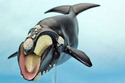 立体図鑑 マリンママルデラックスボックス セミクジラ