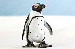 立体図鑑 ペンギンボックス ケープペンギン