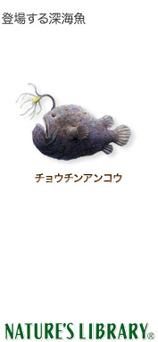 美しい花の画像 50 素晴らしいアンコウ イラスト リアル 美しい花の画像 50 素晴らしいアンコウ イラスト リアル