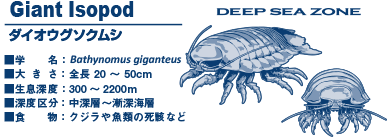 動物 生物 サイエンス マグカップ ダイオウグソクムシ カロラータ オンラインショップ