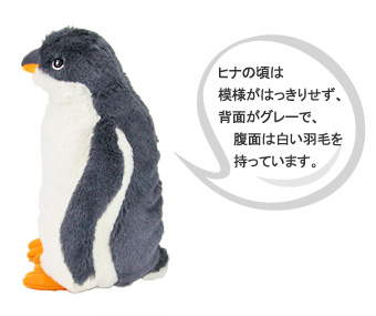 ジェンツーペンギンのヒナの頃は模様がはっきりせず、背面がグレーで、腹面は白い羽毛を持っています ジェンツーペンギンのヒナの頃は模様がはっきりせず、背面がグレーで、腹面は白い羽毛を持っています