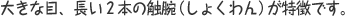 傫ȖځAQ{̐Gri傭j