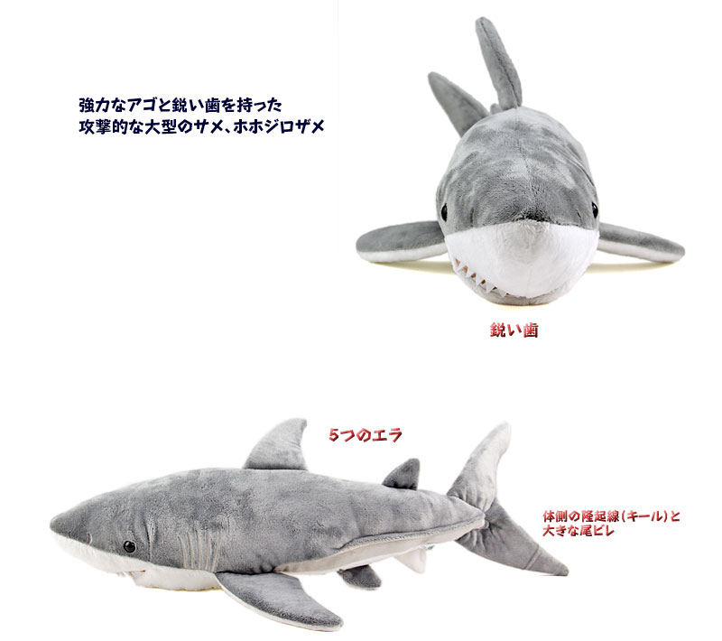 ホホジロザメの特徴