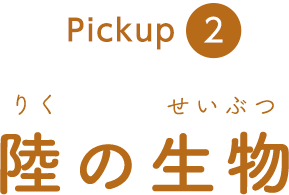 pickup2 ���̐���