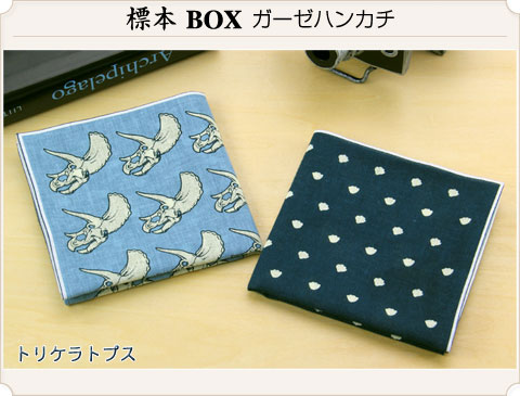 動物 生物 ガーゼハンカチ 標本BOX トリケラトプス / カロラータ