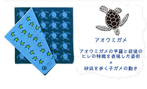 動物 生物 ガーゼハンカチ 標本BOX アオウミガメ / カロラータ