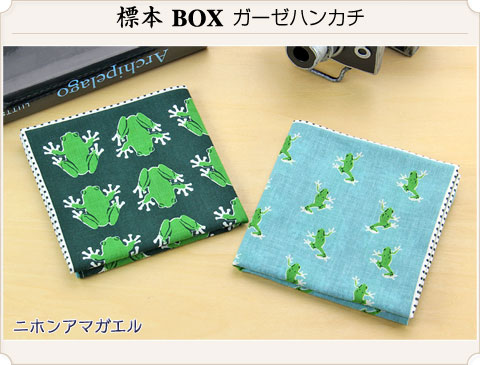 動物 生物 ガーゼハンカチ 標本BOX ニホンアマガエル / カロラータ