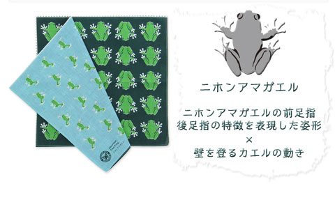 動物 生物 ガーゼハンカチ 標本BOX ニホンアマガエル / カロラータ