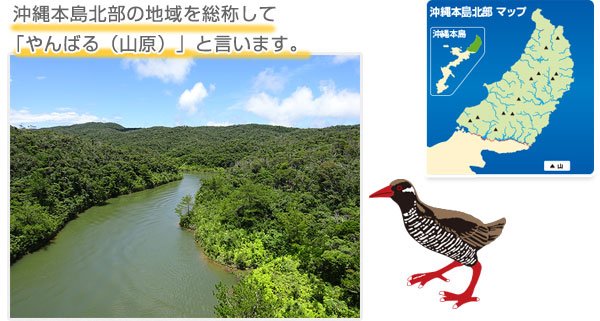 やんばるくいな fit=scale-down,w=1200