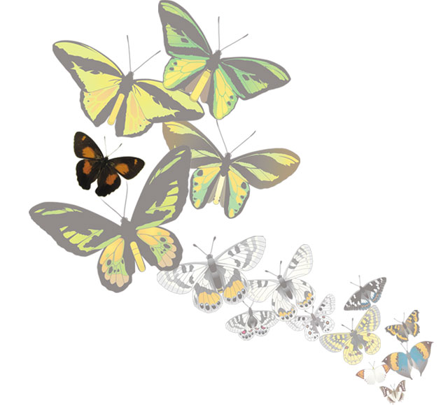 書籍 チョウに教えられた自分流 生き方│動物 カロラータ オンライン