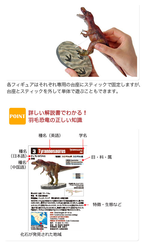 動物 生物 立体図鑑 羽毛恐竜プレミアムボックス / カロラータ