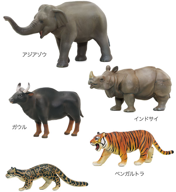 動物 生物 立体図鑑 動物地理区Ⅱ 東洋区ボックス / カロラータ