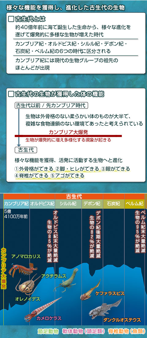立体図鑑 古生代の生物 ボックス│動物 カロラータ オンラインショップ