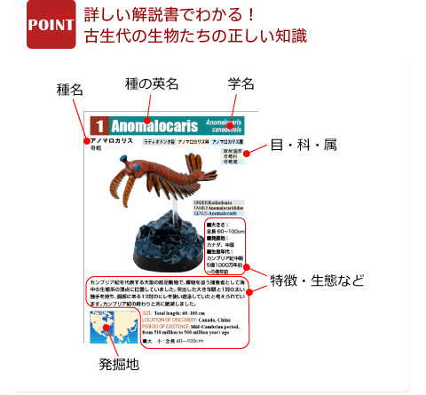 立体図鑑 古生代の生物 ボックス│動物 カロラータ オンラインショップ