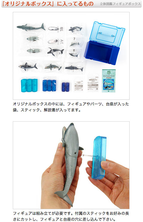 動物 生物 立体図鑑 マリンママルデラックスボックス