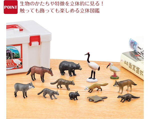 動物 生物 立体図鑑 日本の動物ボックス / カロラータ オンラインショップ