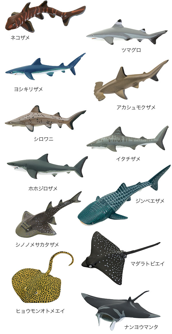 カロラータ 立体図鑑 フィギュア サメ 古代魚