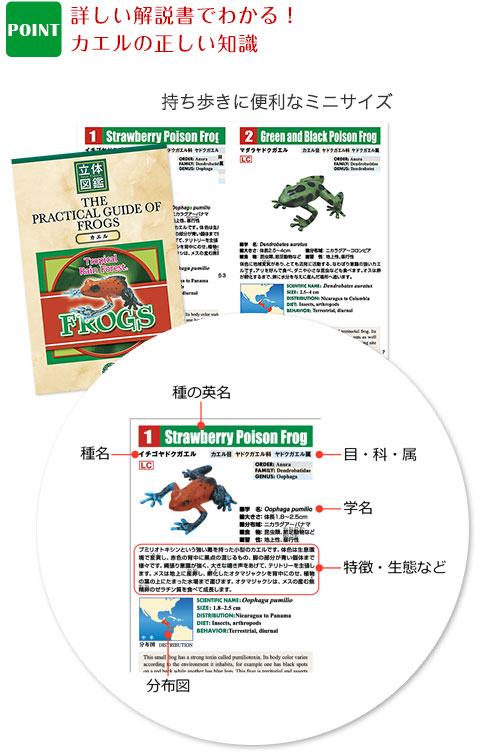 動物 生物 立体図鑑 フロッグボックス / カロラータ オンライン