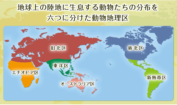（新品・未開封）カロラータ動物地理区I〜Ⅳ、世界のクマ 新品・未開封）カロラータ動物地理区I〜Ⅳ、世界のクマの通販 by
