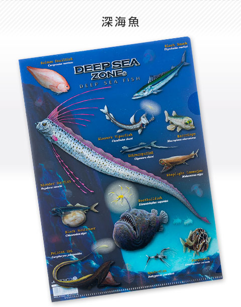 動物 生物 クリアケース A4 深海魚 / カロラータ オンラインショップ