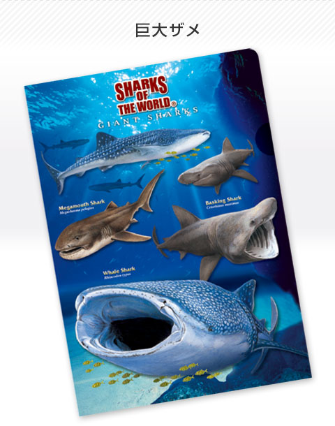 動物 生物 クリアケース A4 巨大ザメ / カロラータ オンラインショップ