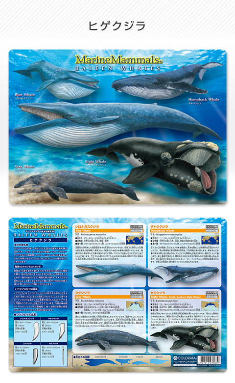 鯨 ひげ/クジラのヒゲ/くじらひげ【ヒゲクジラ亜目/上顎部の繊維が板状となった器官/ひげ板】鯨鬚/エンバ板/長さ70cm｜科学、自然