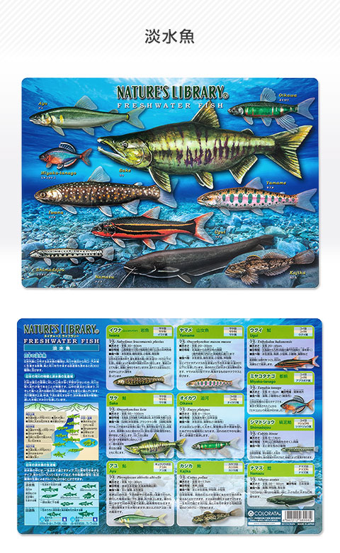 3539 外国切手 ニカラグア 海の生物 美しいデザイン魚類 小型シート 3539 外国切手 ニカラグア 海の生物 美しいデザイン魚類 小型