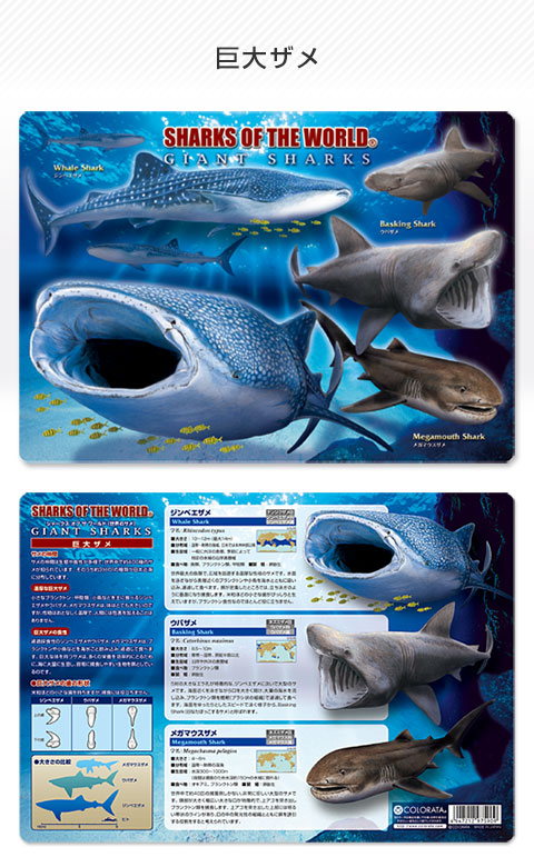 動物 生物 下敷きA4 アニマルガイドシート 巨大ザメ / カロラータ
