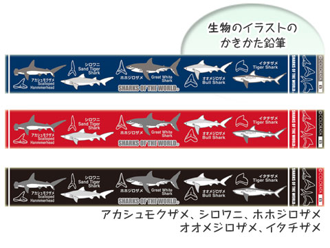希少 ラブカの歯 3個セット ケース付き 標本 サメ 歯 鮫歯標本