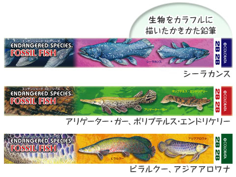 動物 生物 かきかた鉛筆3本セット2B 古代魚 / カロラータ 