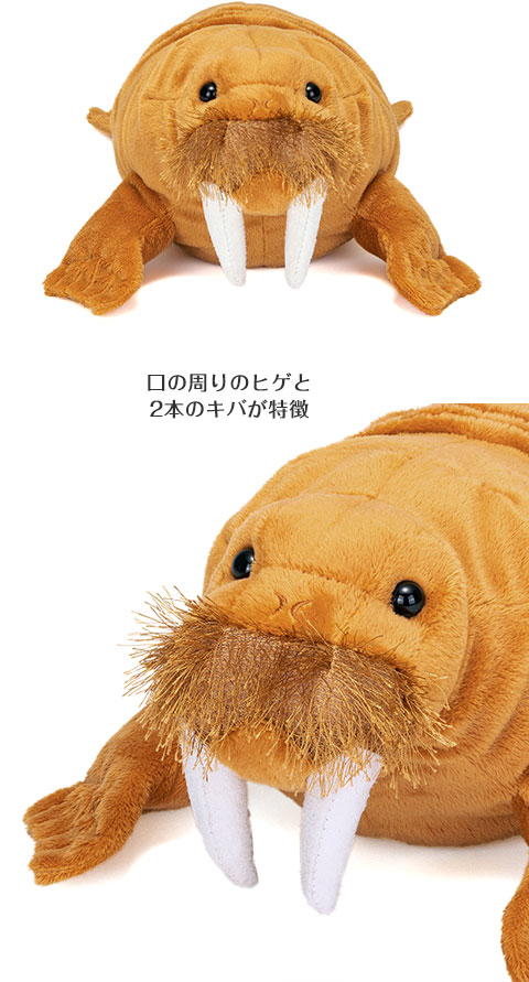 ぬいぐるみ zi 動物 生物 ぬいぐるみ ねそべりシリーズ セイウチ Lサイズ