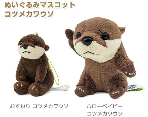 コツメカワウソ EU43/28cm コツメカワウソ♂ | ピュアアニマル