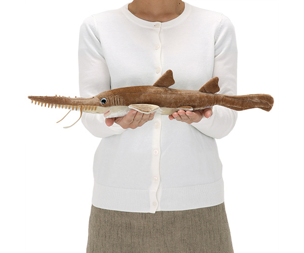 動物 生物 ぬいぐるみ ノコギリザメ / カロラータ オンラインショップ