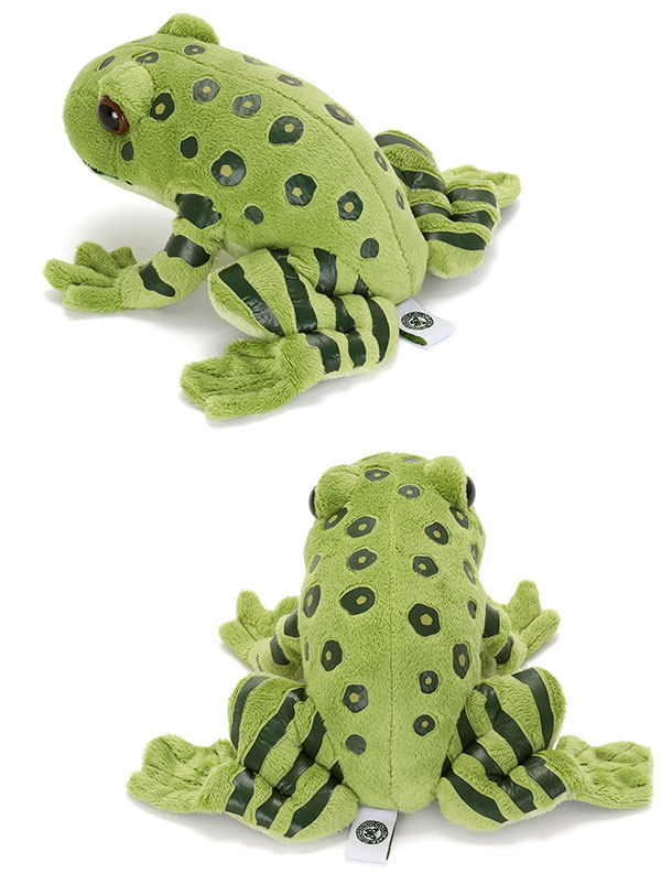 動物 生物 ぬいぐるみ やんばるの生物 オキナワイシカワガエル