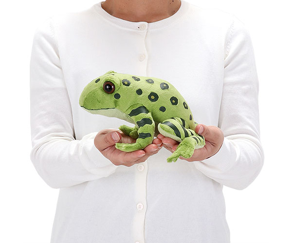動物 生物 ぬいぐるみ やんばるの生物 オキナワイシカワガエル