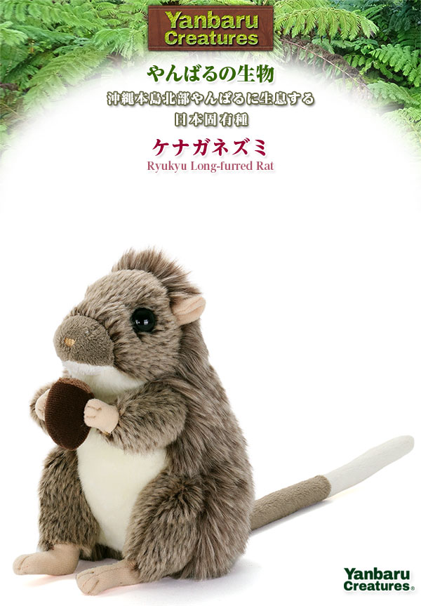 動物 生物 ぬいぐるみ やんばるの生物 ケナガネズミ / カロラータ