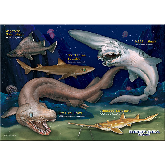 動物 生物 ミュージアム ジグソーパズル B5サイズ 330ピース 深海ザメ カロラータ オンラインショップ