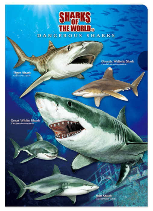 動物 生物 クリアケース A4 危険ザメ / カロラータ オンラインショップ