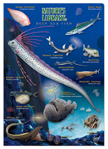 クリアケース Ａ４ 深海魚
