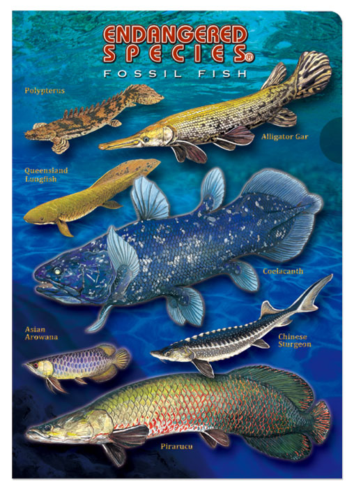 動物 生物 クリアケース ａ４ 古代魚 カロラータ オンラインショップ