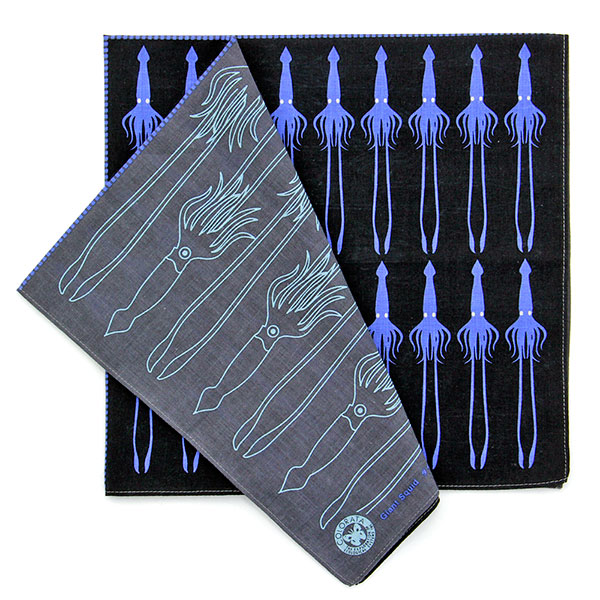 動物 生物 ガーゼハンカチ 標本BOX ダイオウイカ / カロラータ